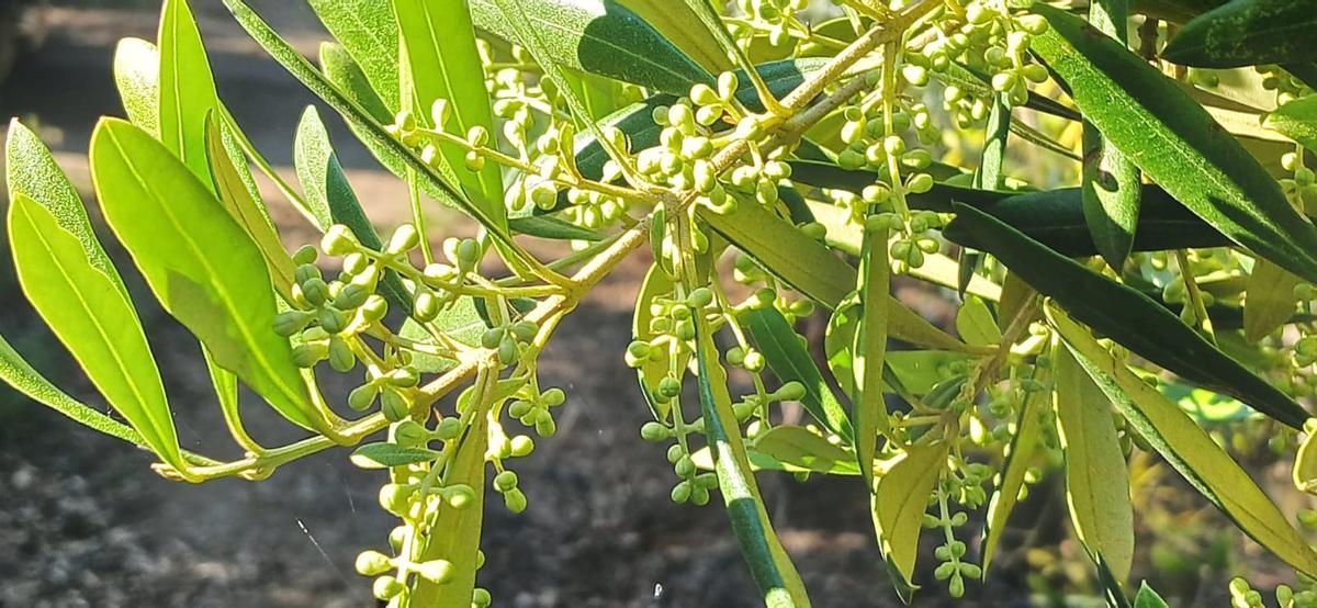Los olivares de la península Ibérica anticipan una floración prometedora marcada por un ciclo vegetativo adelantado.