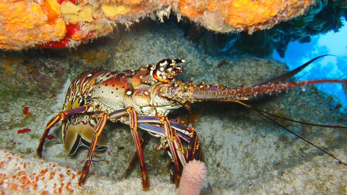 Una langosta en el mar