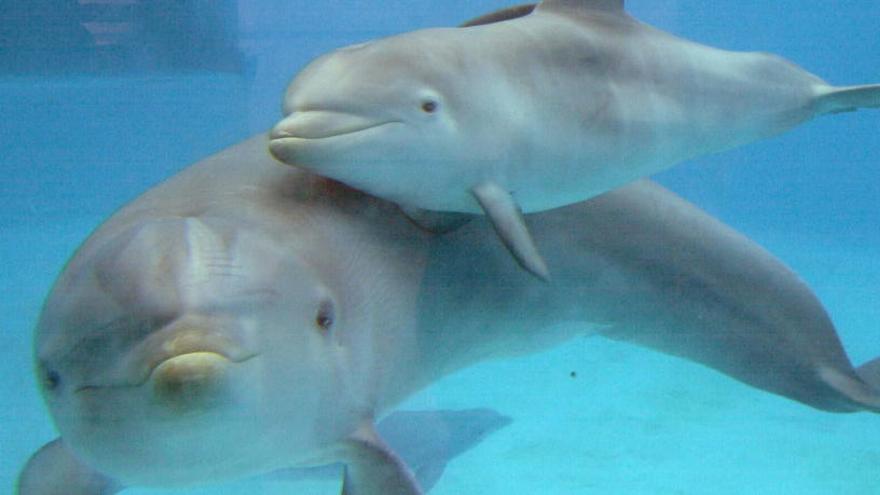 Una foto de archivo de delfines del Zoo Aquarium de Madrid.
