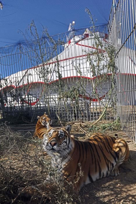 Un circo con animales en Alfafar, el único en la Comunitat