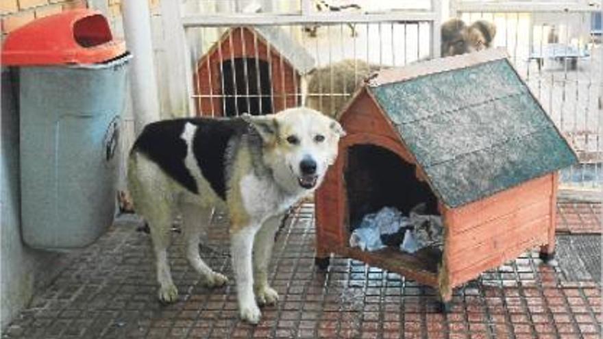 Uno de los animales que viven en la perrera municipal gestionada por Modepran.