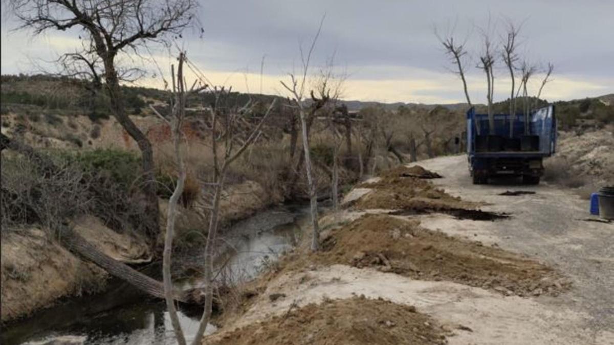 Plantación de chopos ilicitanos por la Acequia Mayor del Pantano de Elche