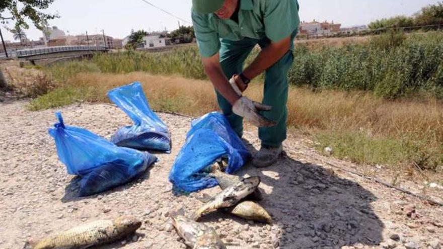 Operarios de la CHS, ayer recogiendo los peces que aparecieron muertos en el cauce del río Segura a su paso por Orihuela.