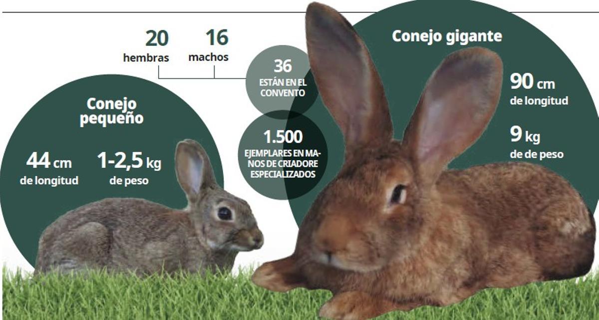 Comparativa entre un conejo de monte y un conejo gigante español