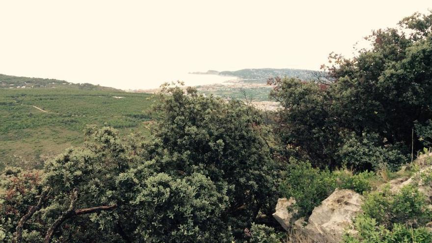 Regeneración natural de la ladera que quedó calcinada en julio. Coscojar que resistió el fuego.