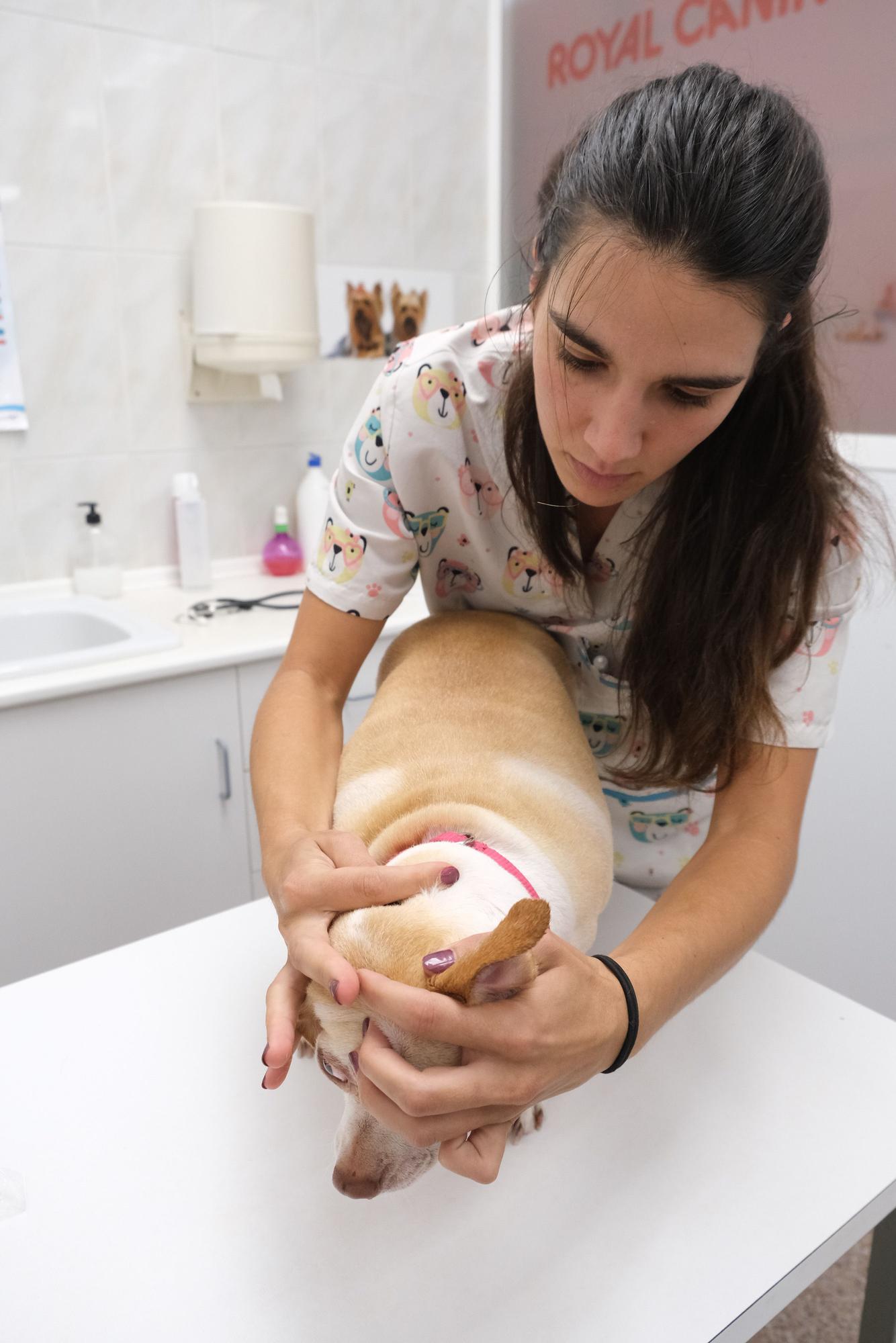 Aumentan las atenciones a perros con garrapatas