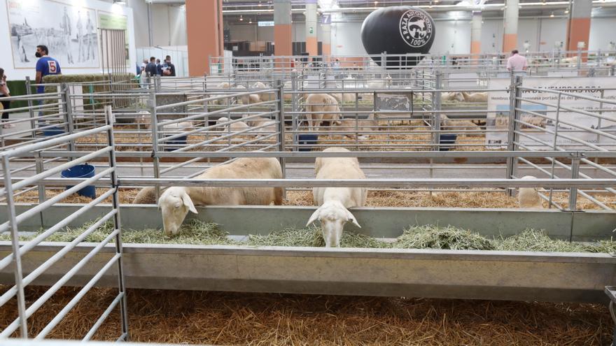 Figan impide la presencia de ovejas y cabras por el virus de la viruela ovina