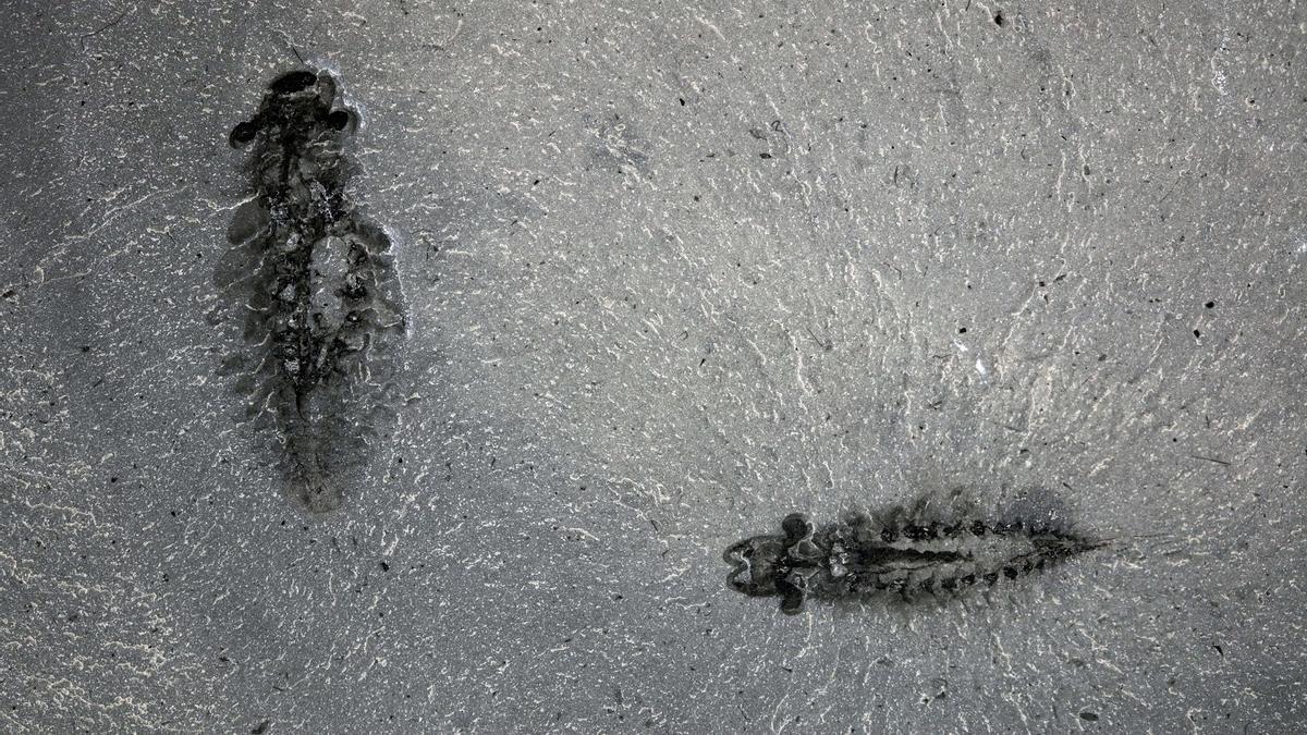 Un par de ejemplares del insecto fosilizado