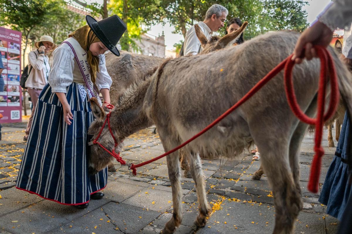 Noche de los Burros en La Laguna