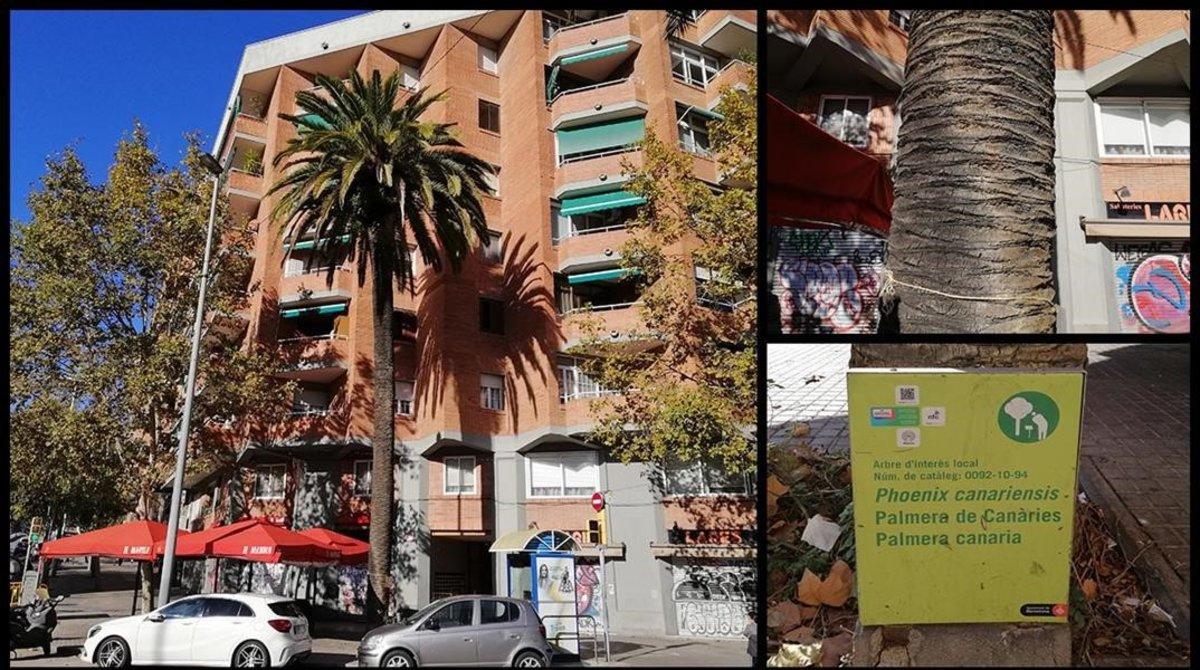 amadridejos52165010 onbarcelona arbol palmera canaria rambla guipuzcoa barcelona200219001700