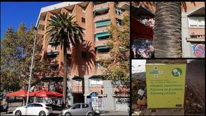 amadridejos52165010 onbarcelona arbol palmera canaria rambla guipuzcoa barcelona200219001700