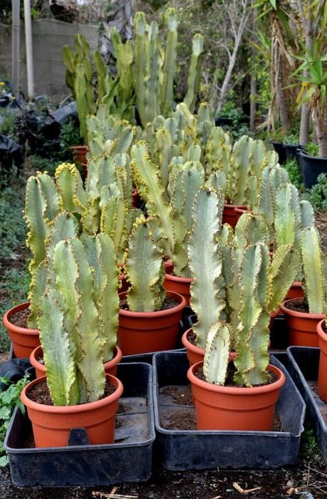 01/03/2019 MONTAÑA LOS VELEZ, AGÜIMES. Plantas para exportación de Viveros El Rosal. SANTI BLANCO