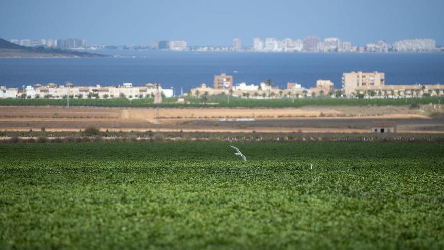 Los agricultores tendrán seis meses para contratar un ‘vigilante’ de la Ley del Mar Menor