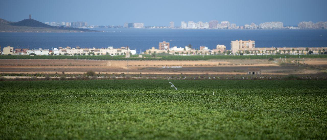 Una finca agrícola en producción frente al Mar Menor.