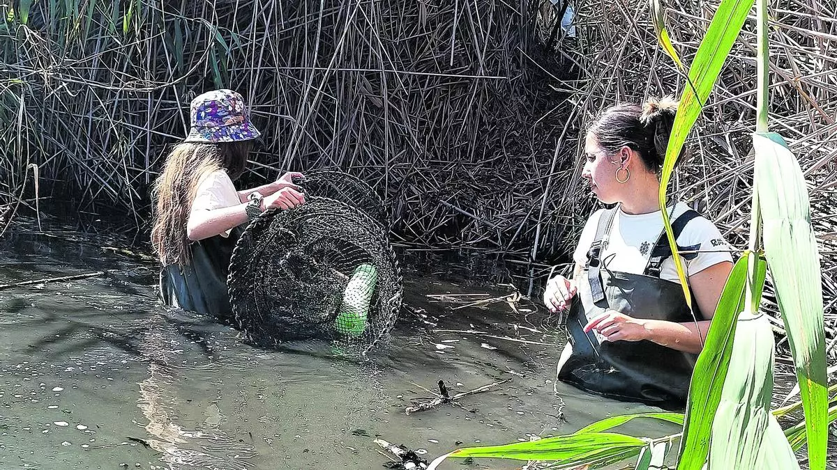 Localitzen 18 tortugues d’estany i nou ibèriques a la Marjal d’Almenara