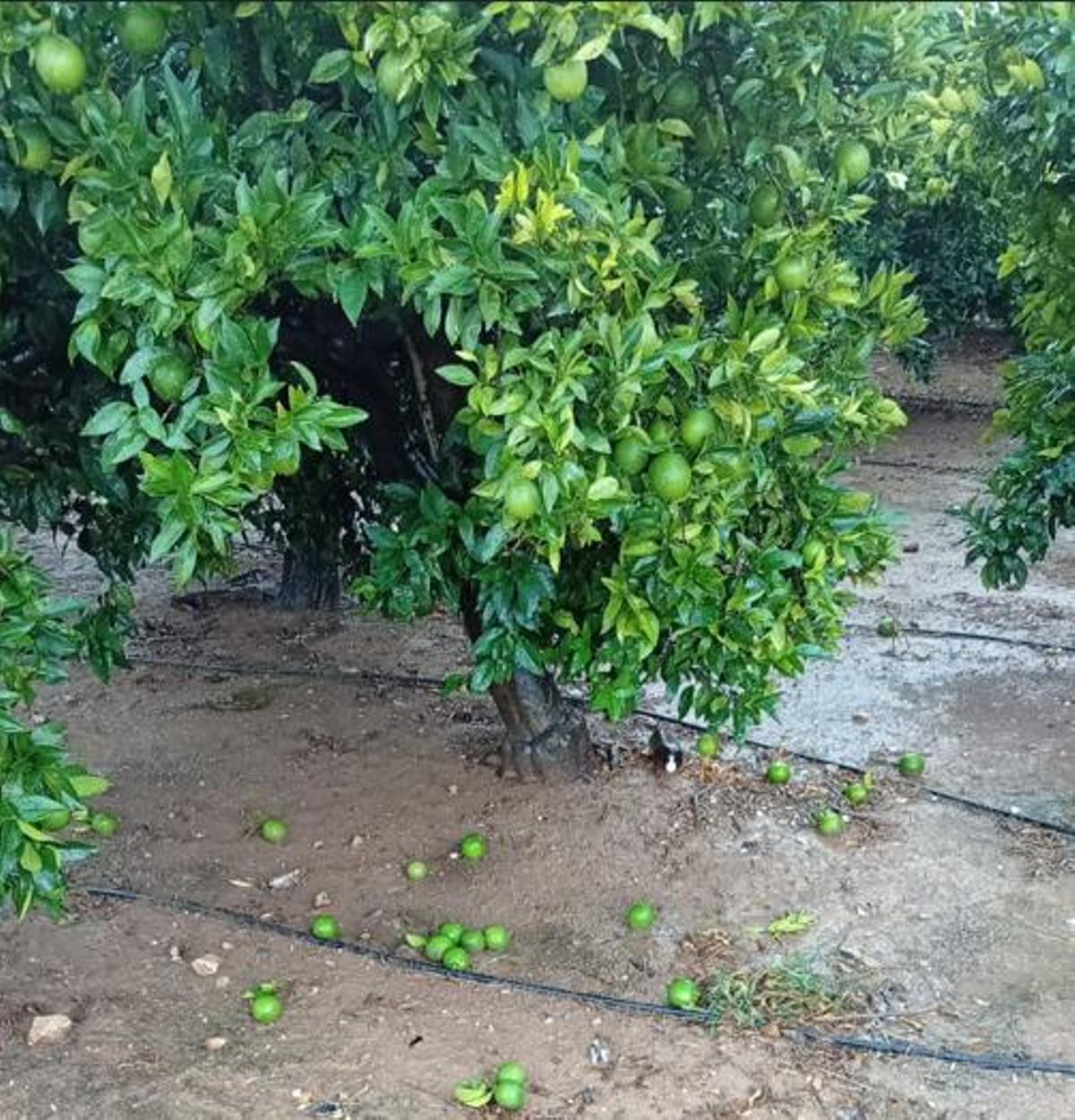 Naranja en tierra en un campo de cítricos que sufrió los efectos de la tormenta.