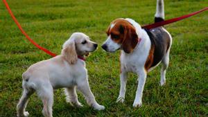 Parque para perros en esta terminal del aeropuerto de Madrid