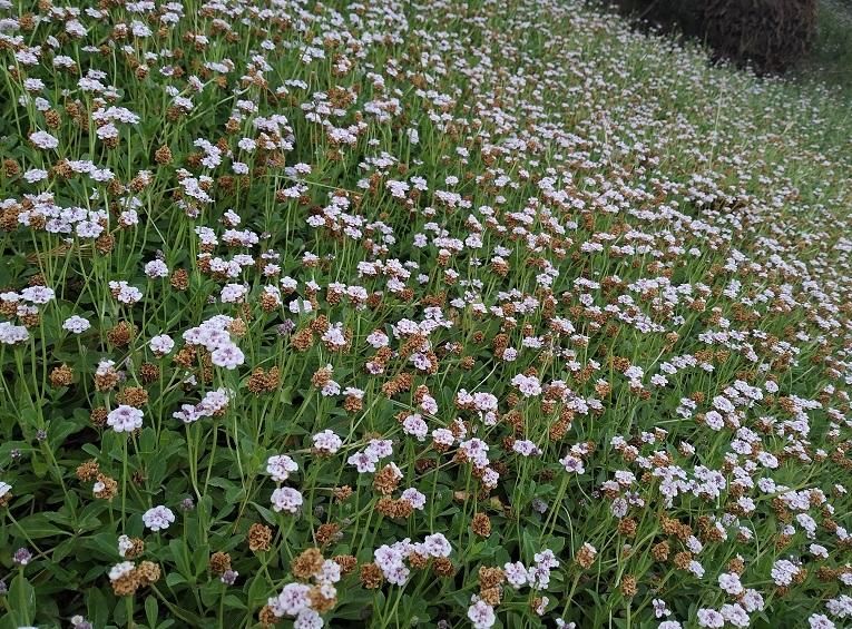 Phyla nodiflora.