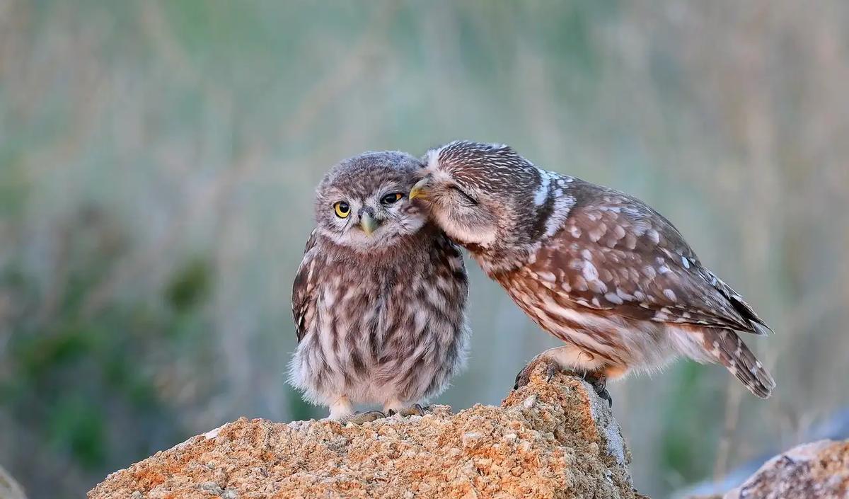 Dos ejemplares de mochuelo europeo.