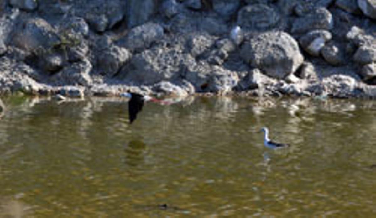 Dos mil árboles para el Guadalhorce