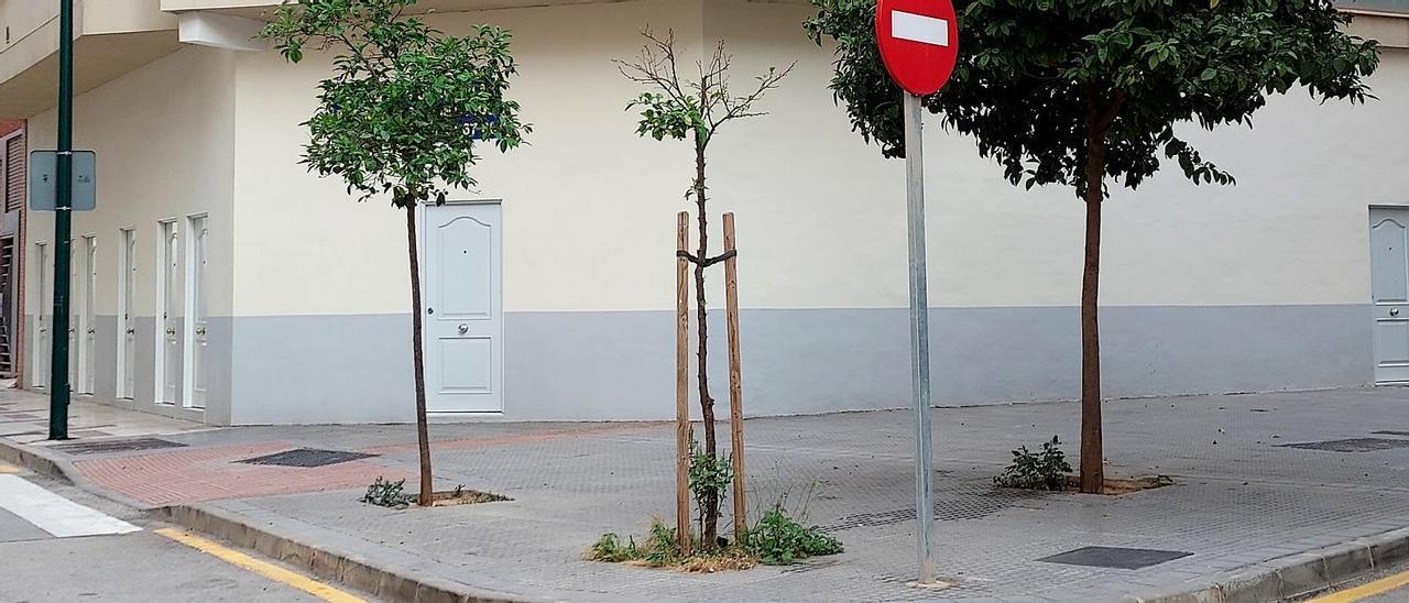 El naranjo anegado de agua, en el centro el pasado jueves.