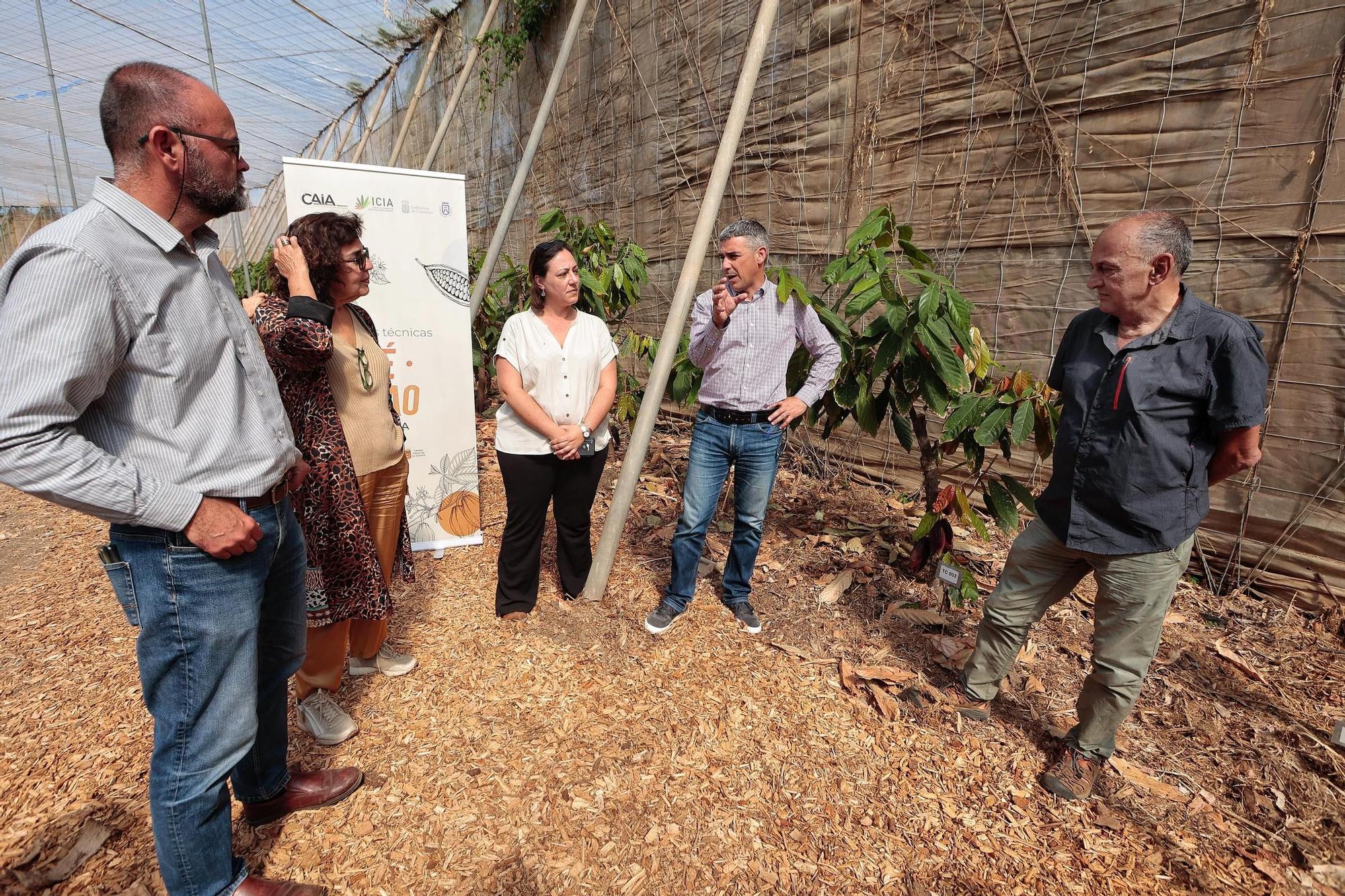 Parcelas destinadas al cultivo de café y cacao de la Finca Los Pajalillos