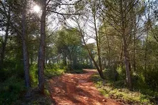 Un estudio revela que la sequía y los patógenos exóticos amenazan la regeneración de los bosques mediterráneos