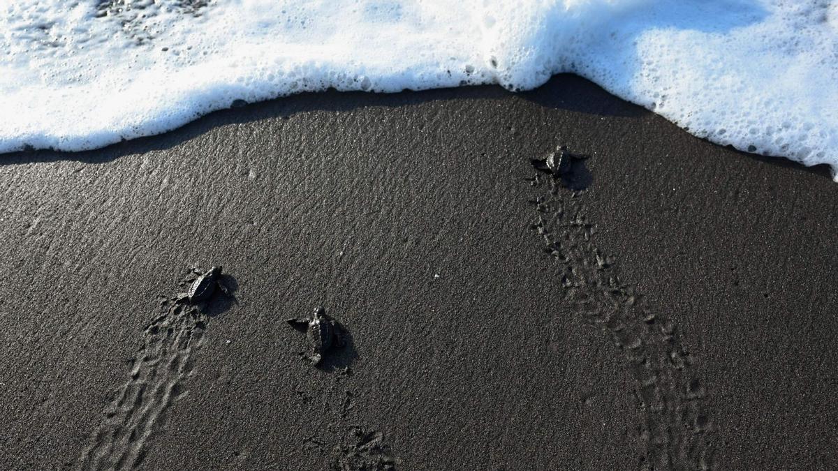 Crías de tortuga negra (Chelonia mydas agassizzii) se dirigen hacia el mar tras de ser liberadas en la playa de Sipacate, a unos 135 km al sur de Ciudad de Guatemala, el 19 de octubre de 2022.