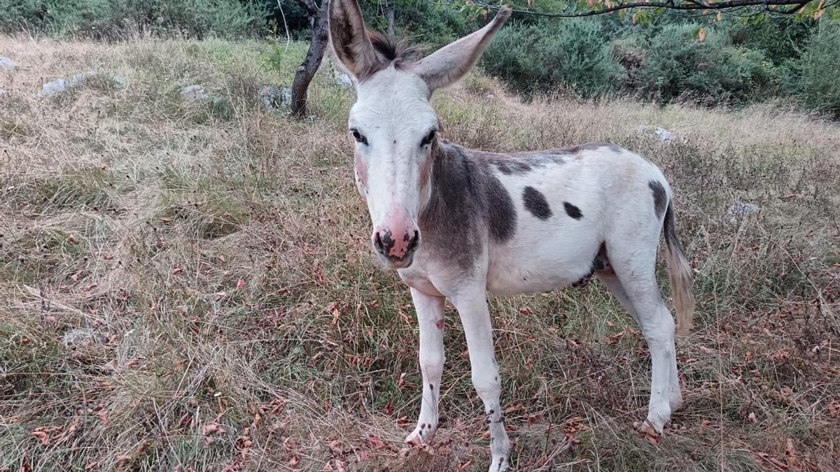"Chipi", el burro quefue atacado por los lobos en Puerto.