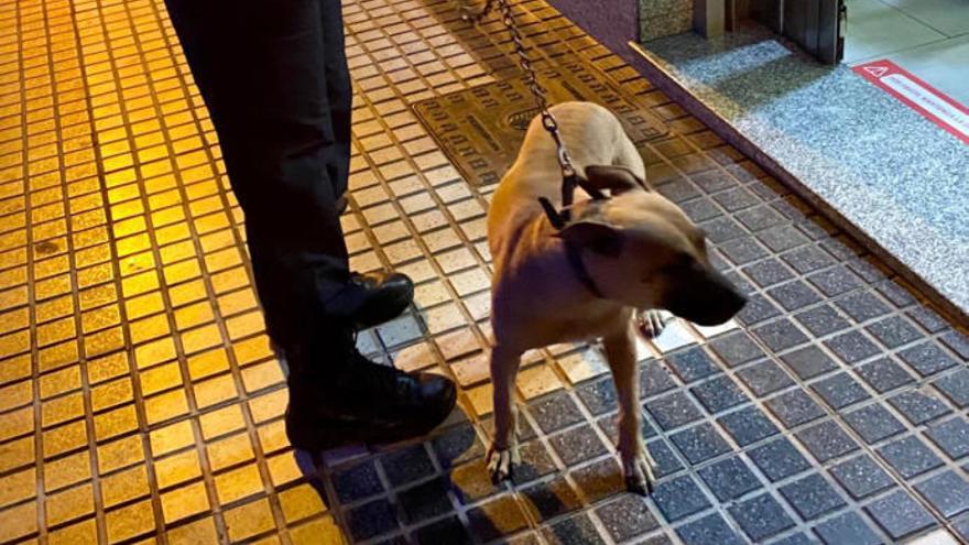 Maltrata a su perro en la vía pública e intenta agredir a los agentes