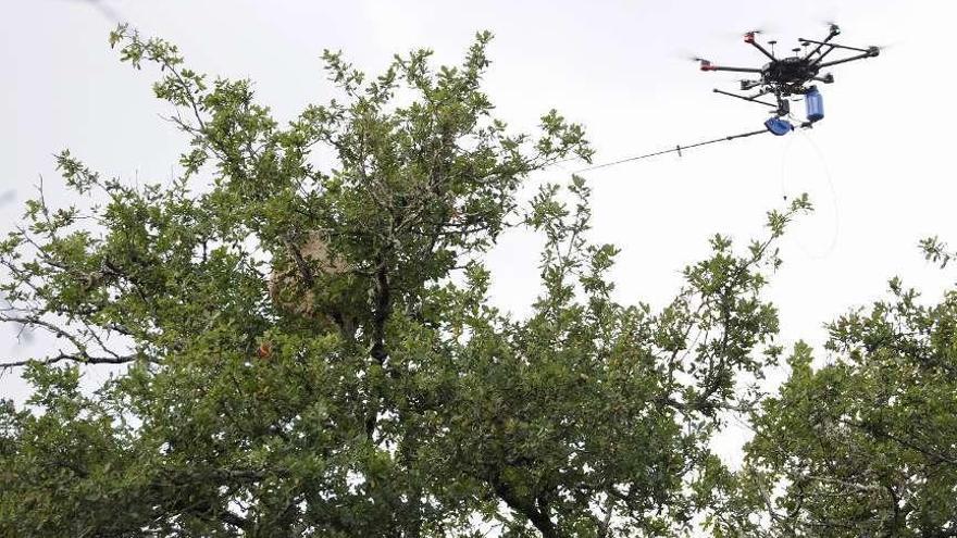 El drone, en plena actuación sobre el avispero; y personal de control de Aerocámaras. // Bernabé/Javier Lalín