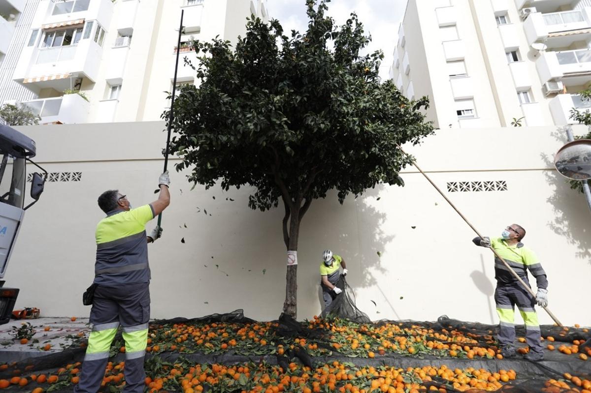 Torremolinos retira 6.000 kilos de naranjas amargas de los árboles de la  ciudad