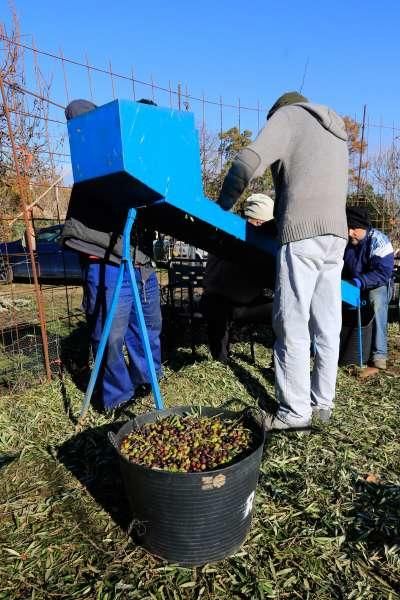 Recogida de aceituna en Fermoselle