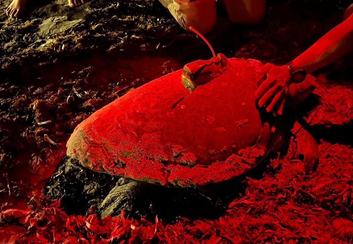 La tortuga Diana, esta pasada noche al desovar en la Marineta Cassiana