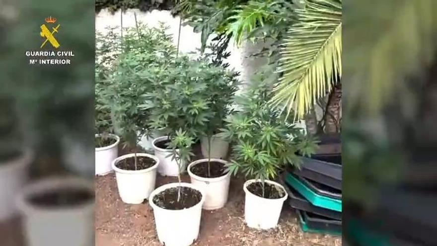 Desmantelan en Tacoronte una plantación con ocho kilos de cogollos de marihuana