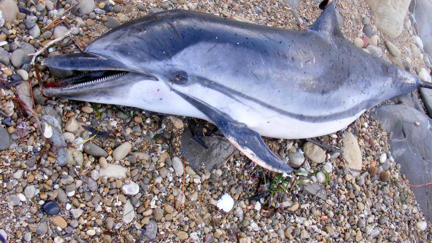 El temporal arrastra un delfín muerto a la cala Sardinera de Xàbia