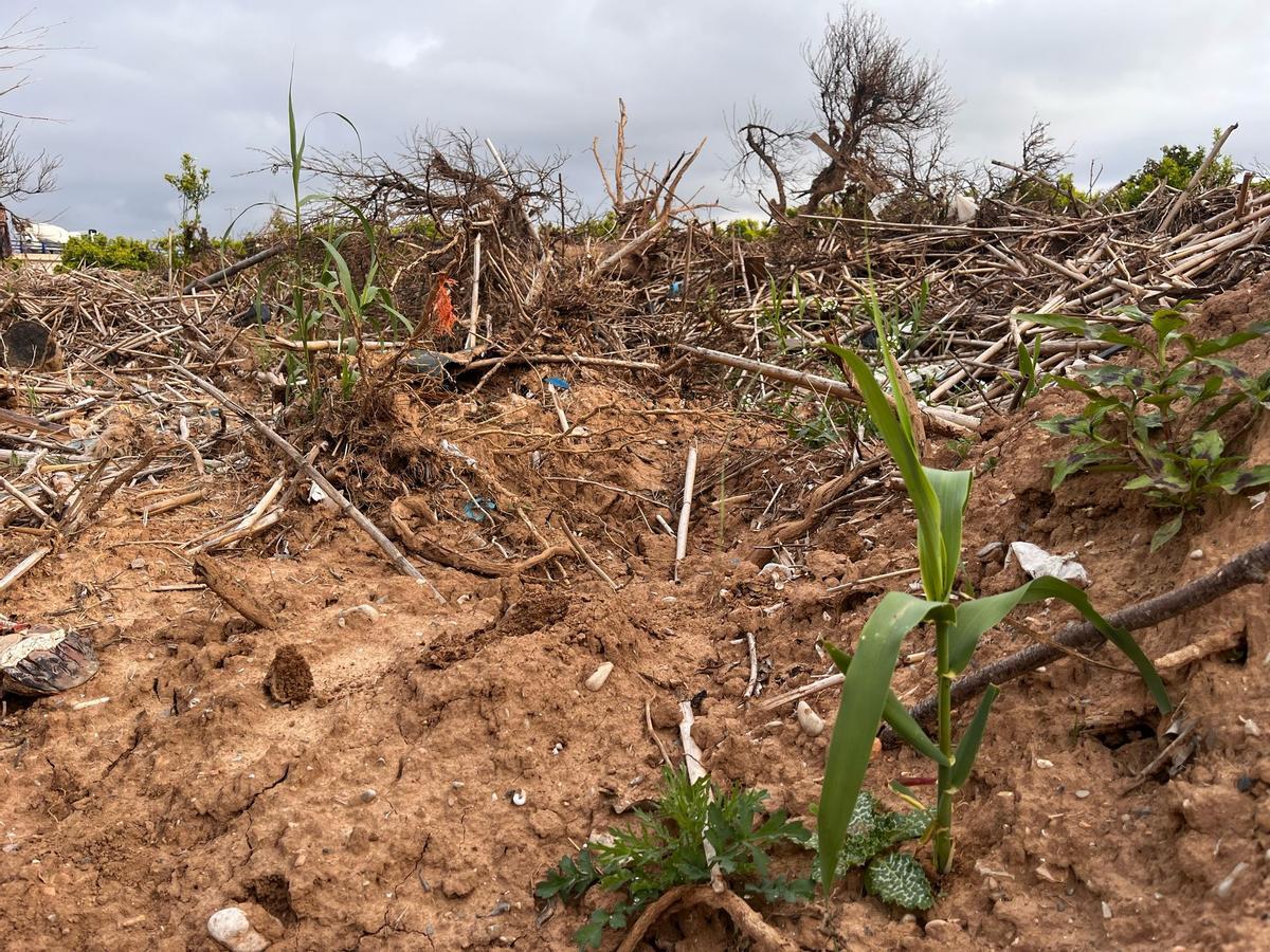 La caña invasora, en puntosd el Pla de Quart.