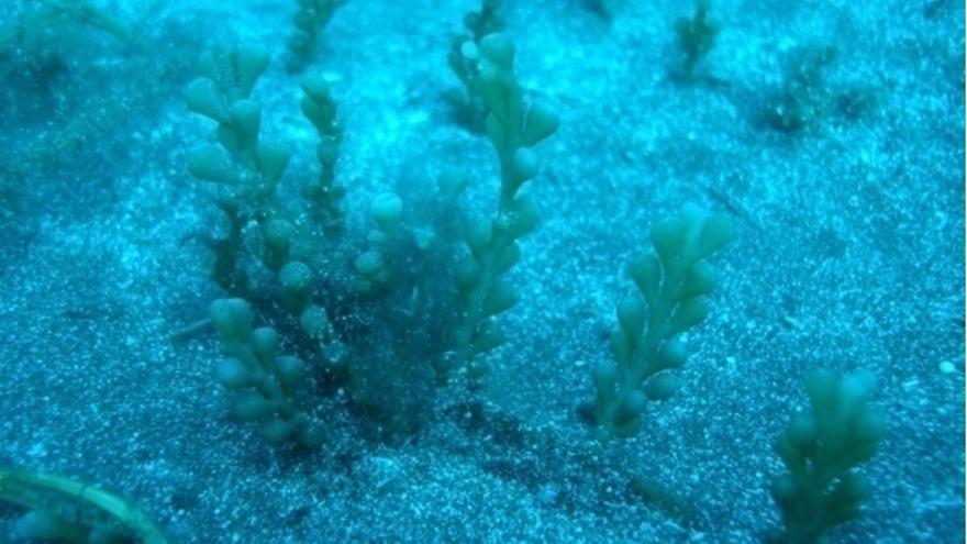 Caulerpa cylindracea.