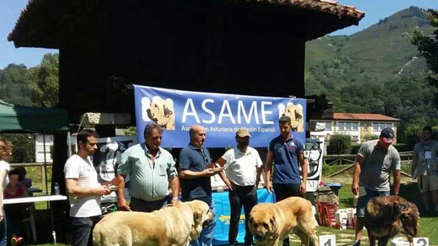 &quot;Zumbo&quot;, mejor mastín de Cangas