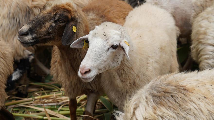 На Канарах "вівці-пожежники" захищають заповідник ЮНЕСКО від вогню