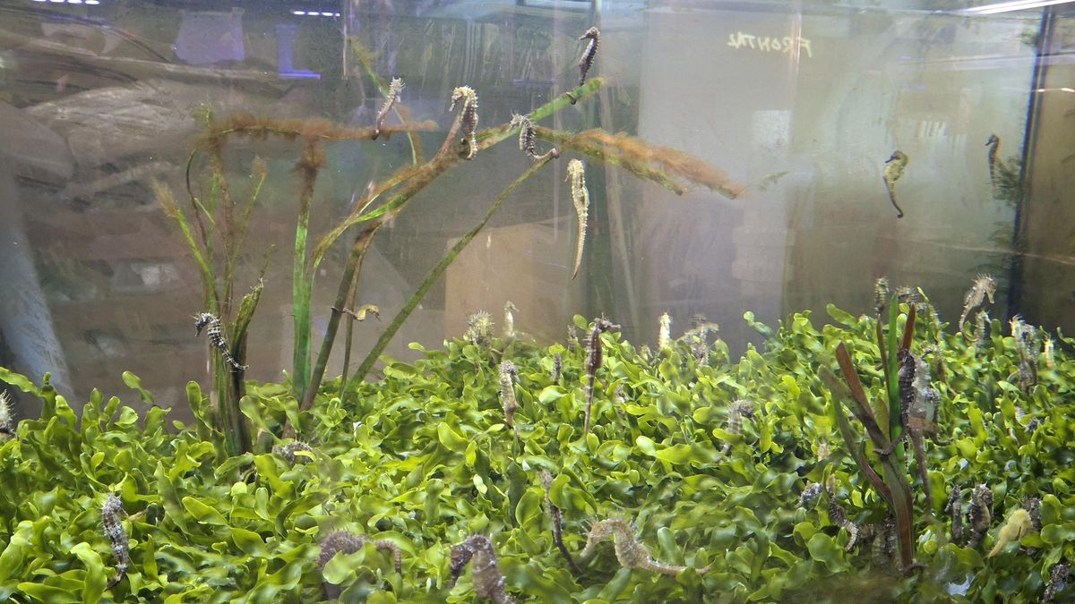 magen de archivo de ejemplares de caballitos de mar en las instalaciones actuales del Banco de Especies del Mar Menor, dependiente del Gobierno regional y que tiene como objetivo la conservación de especies emblemáticas del ecosistema.