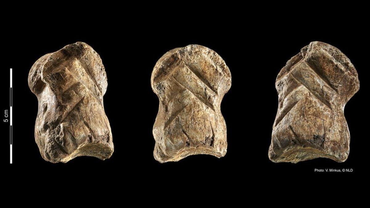 Hace alrededor de 51.000 años, los neandertales tallaron galones en dedos de ciervo.