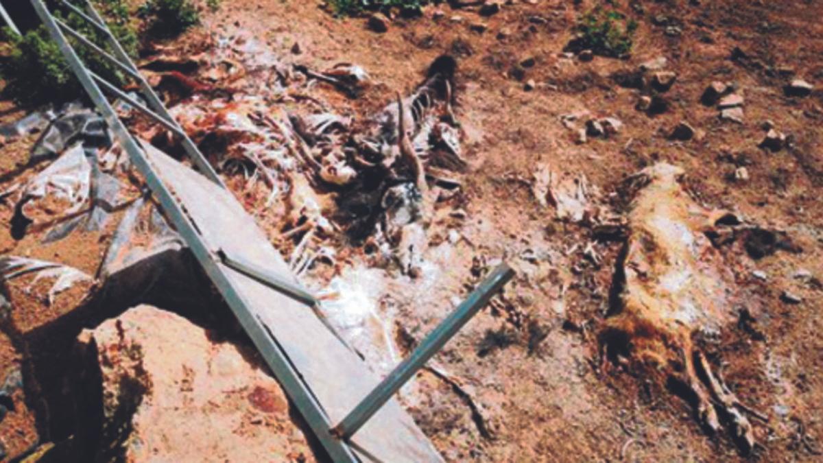 Restos de cadáveres de animales en estado de descomposición en el Barranco del Garabato. | | E.D.