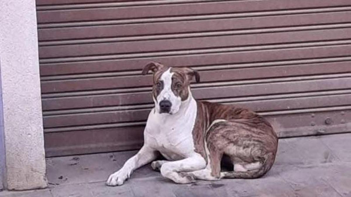 Chuvi, el perro que busca un nuevo hogar.
