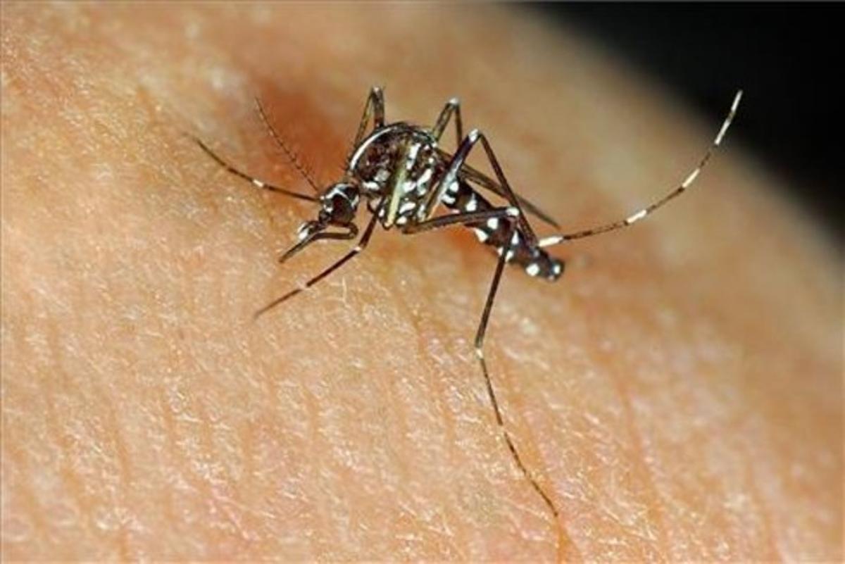 El mosquito tigre es vector potencial de transmisión de enfermedades como el dengue o el chikungunya. El mosquito tigre es vector potencial de transmisión de enfermedades como el dengue o el chikungunya.