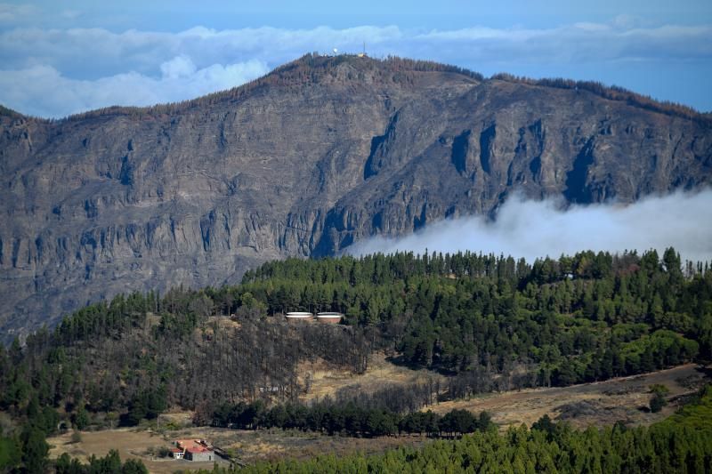 15-10-19 SUPLEMENTOS. ZONA CUMBRERA. ZONA CUMBRERA. Reportaje zonas quemadas tras dos meses. Reportaje triple entrega sobre el paisaje quemado, al cumplirse dos meses. La primera parte será Los tesosos de la Cumbre, en plan más positivo, con los brotes verdes, lugares que visitar. Un segundo con los héroes sin capa, sus protagonistas y una tercera con Lo que el fuego se llevó o Lo perdido, la parte más triste.  Fotos: Juan Castro.  | 15/10/2019 | Fotógrafo: Juan Carlos Castro