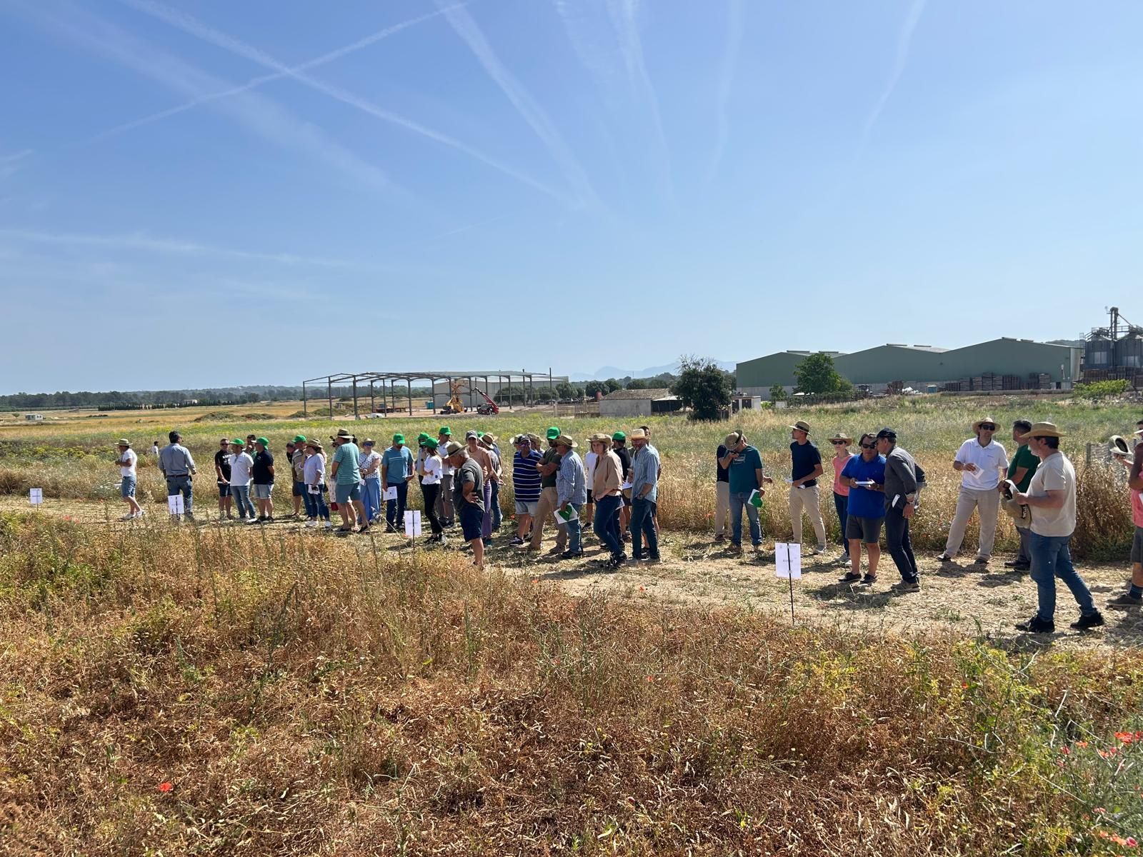 Agricultura | La jornada en el campo experimental de cereales en Maria de la Salut, en imágenes