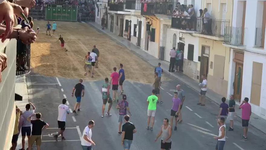 Un toro cornea a un hombre en el glúteo en Faura