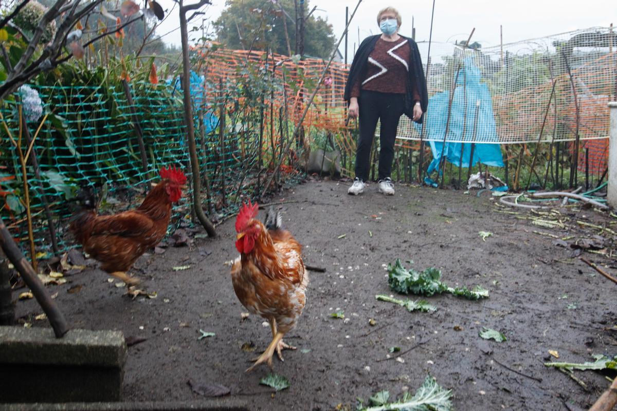 Una criadora, con dos de sus gallos