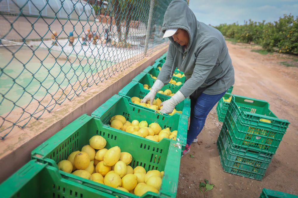 Subsaharianos, sudamericanos y magrebíes afincados en la Vega Baja desde hace tres décadas garantizan la recogida de cosechas de cítricos. Un trabajo que los españoles no han querido asumir.